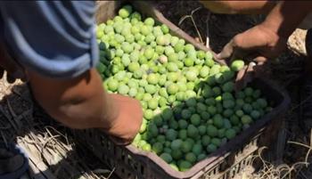   تقليل آثر حده التغيرات المناخية على محصول الزيتون في ندوة بمديرية الزراعة بالإسكندرية