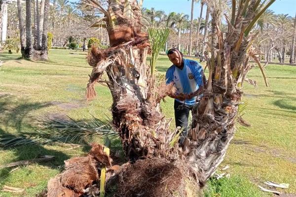 لجنة لفحص وعلاج النخيل المصاب بحدائق المنتزة بالإسكندرية