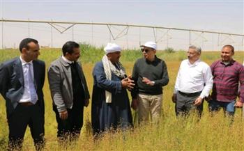   الذهب الأخضر لأول مرة في المنيا.. والمحافظ يشهد حصاد 600 فدان 