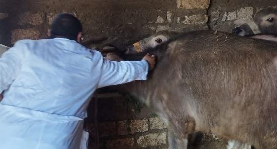 القليوبية.. تحصين الماشية بالخانكة ضد الجلد العقدي وجدري الأغنام