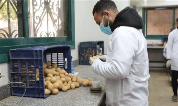 "الزراعة" تكشف عن جهود المعمل المركزي لفحص وتصدير البطاطس خلال مارس