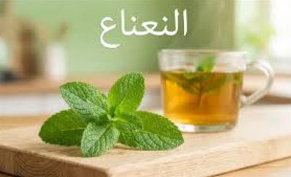النعناع .. صيدلية طبيعية لتخفيف التقلصات وتحسين الهضم والتنفس