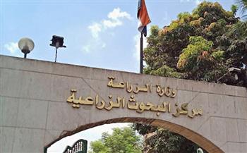   "الزراعة" تستعرض أحدث سلالات القمح عالية الإنتاجية خلال يوم القمح السنوي
