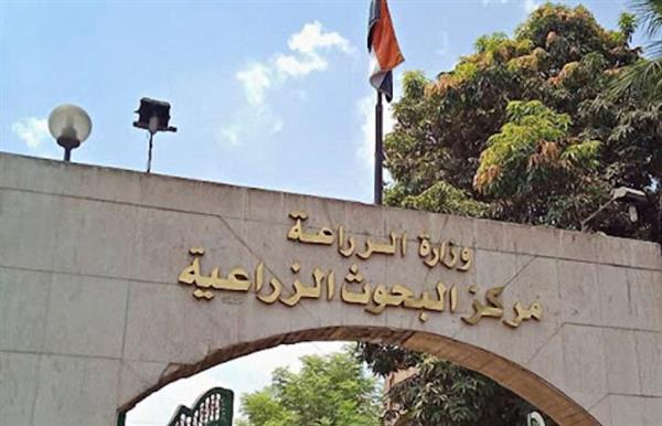 "الزراعة" تستعرض أحدث سلالات القمح عالية الإنتاجية خلال يوم القمح السنوي