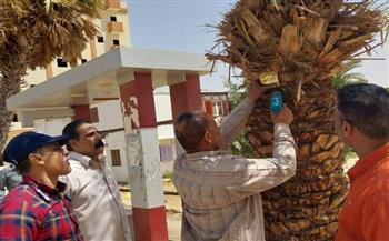   تكويد أشجار الوادي الجديد لحمايتها ضمن مبادرة الـ100 مليون شجرة