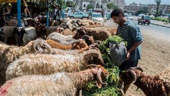عيد الأضحى.. المجازر تفتح أبوابها طوال الإجازة ورقابة صارمة على اللحوم