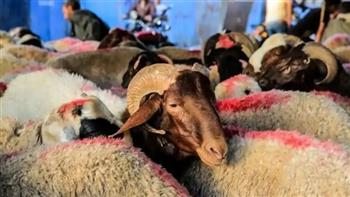   عيد الأضحى.. طرح أعداد كبيرة من الخراف الحية داخل 20 شادرًا في 13 محافظة