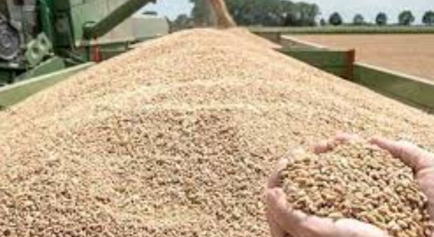 محافظ المنيا: استلام 362 ألف طن قمح منذ بدء التوريد