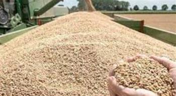   محافظ المنيا: استلام 362 ألف طن قمح منذ بدء التوريد 