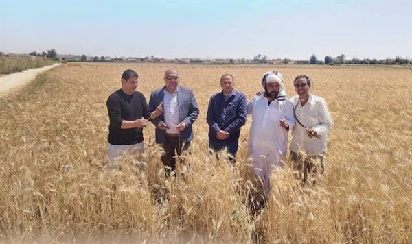 المرور على حقول القمح المنزرعة ضمن برنامج ترشيد إستخدام مياه الري والأسمدة ببرج العرب