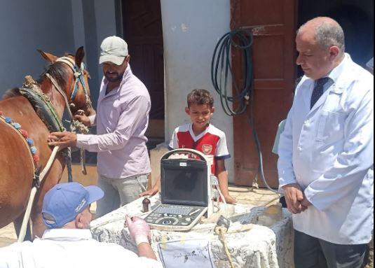 علاج 7141 رأس ماشية ضمن خطة تنمية الثروة الحيوانية بكفرالشيخ