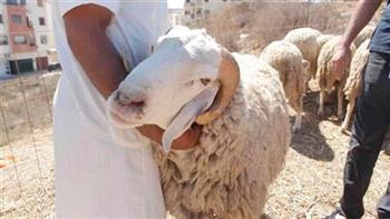    قبل الشراء.. كيف تختار أضحية سليمة وصحية؟