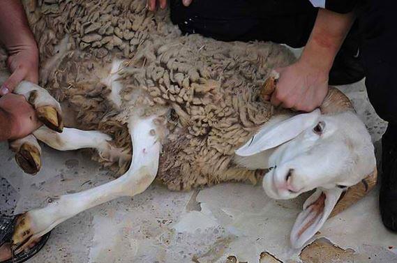 الذبح العشوائي خطر صامت يهدد الصحة والبيئة