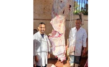   محافظ أسيوط: ذبح 655 أضحية بالمجازر الحكومية خلال عيد الأضحى 