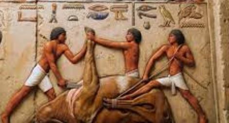 المصري القديم سبق عصره.. كيف كانت تذبح الأضاحي وتُوزع على الفقراء؟