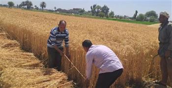   الشرقية: توريد 644 ألف طن قمح محلي منذ بداية الموسم.. واستمرار الاستلام بالصوامع والشون