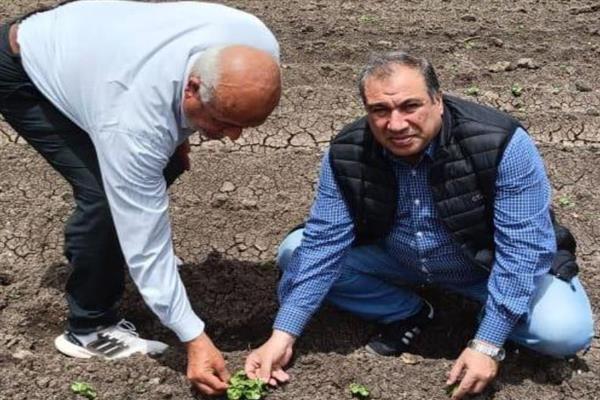 "الزراعة" تتابع زراعات القطن بكفر الشيخ ومؤشرات ممتازة للموسم الجديد