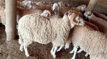 قبل عيد الأضحى .. أخطاء شائعة قد تُبطل الأضحية تعرّف عليها