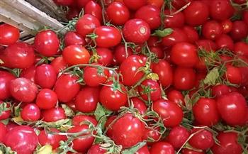   التموين تطرح الطماطم بـ15 جنيهًا للكيلو في المجمعات الاستهلاكية