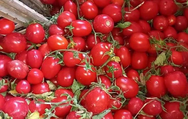 التموين تطرح الطماطم بـ15 جنيهًا للكيلو في المجمعات الاستهلاكية