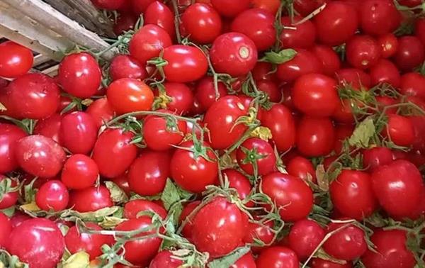 التموين تطرح الطماطم بـ15 جنيهًا للكيلو في المجمعات الاستهلاكية