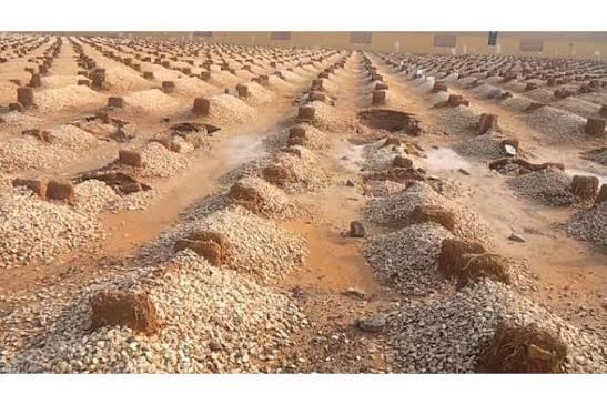 هل يجوز دفن الرجال مع النساء في قبر واحد؟