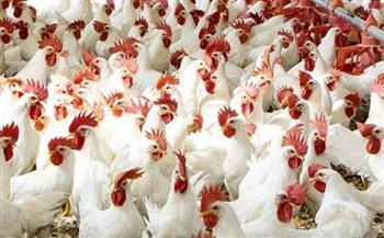 الدواجن اليوم.. تحديث جديد للأسعار