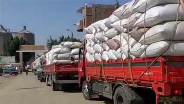 بني سويف تستقبل 346 ألف طن قمح منذ بداية الموسم
