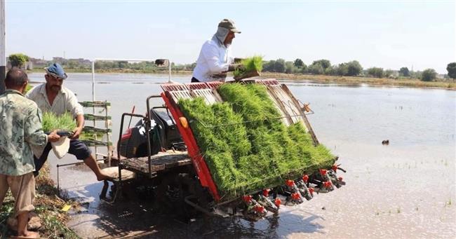 "زراعة بنها" تدشن موسم الأرز بالمزرعة البحثية لدعم الدراسات التطبيقية واستنباط أصناف جديدة