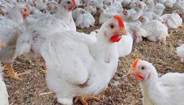 الفراخ البيضاء .. هل تحتوي على هرمونات؟ وما الفرق بينها وبين البلدي؟