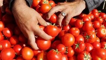   نائب رئيس شعبة الخضروات يزف بشرى بشأن انخفاض أسعار الطماطم