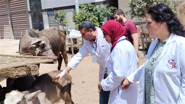 محافظ الدقهلية يتابع القوافل البيطرية المجانية