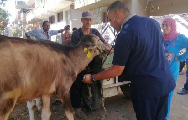 قافلة تقدم الخدمات البيطرية لـ 1745 طائرا وماشية بالغربية