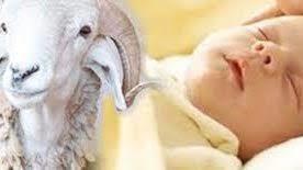 العقيقة.. شروطها وأحكامها وزمنها