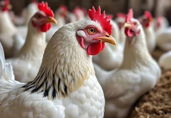 أسعار الدواجن اليوم في الأسواق.. اعرف الكيلو بكام