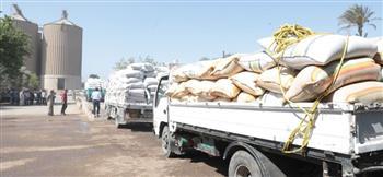 توريد القمح ببني سويف يتجاوز 309 ألف طن منذ بدء الموسم ودعم كامل للمزارعين