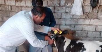 تحصين 127 ألف رأس ماشية ضد الحمى القلاعية والوادى المتصدع بالمنيا
