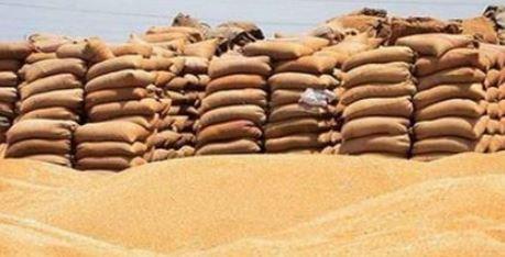 محافظ المنيا: انتظام أعمال توريد القمح واستلام نحو 512 ألف طن