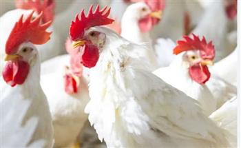   الفراخ بكام النهارده؟ تحديث جديد لأسعار الدواجن في الأسواق