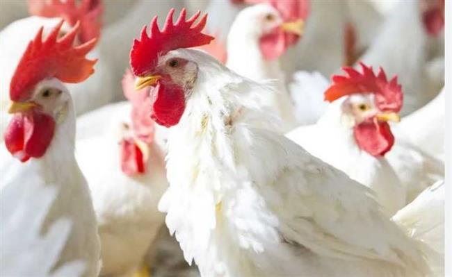 الفراخ بكام النهارده؟ تحديث جديد لأسعار الدواجن في الأسواق