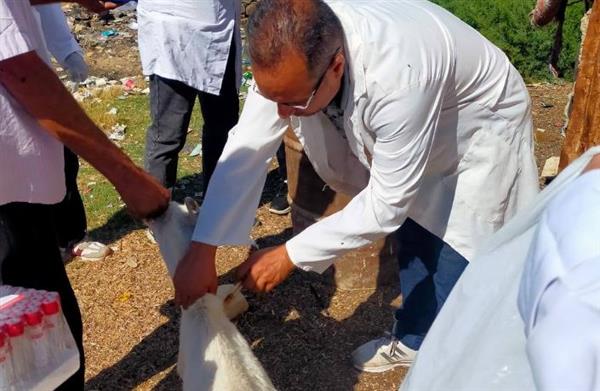 السويس ..قافلة طبية بيطرية مجانية بعيون موسى