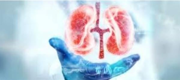 طرق طبيعية لدعم صحة الكلى.. أطعمة ومشروبات تقلل خطر الحصوات وتحسن الوظائف