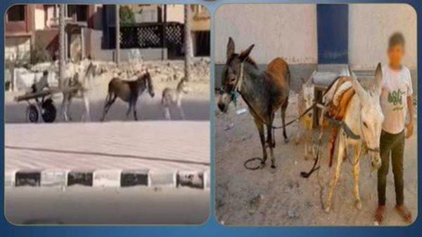 ضبط قائد عربة كارو بعد السير عكس الاتجاه في العريش