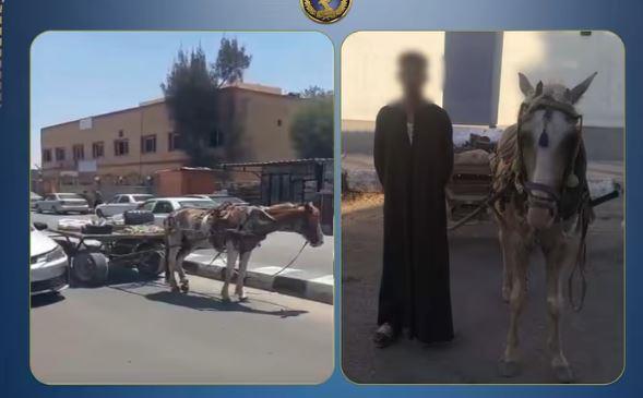 ضبط قائد عربة "كارو" بعد تعطيل الحركة المرورية بشمال سيناء