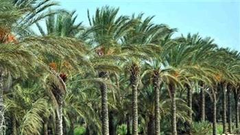   الوادي الجديد تبحث التوسع في استخدام التقنيات الحديثة لمكافحة سوسة النخيل الحمراء