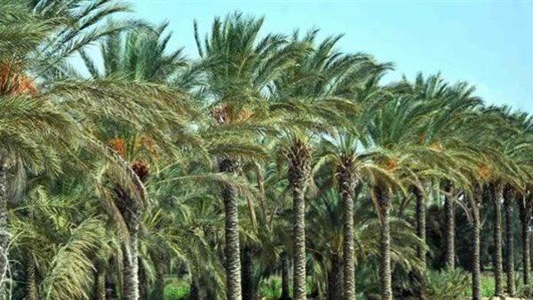 الوادي الجديد تبحث التوسع في استخدام التقنيات الحديثة لمكافحة سوسة النخيل الحمراء