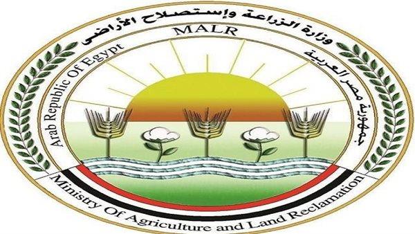 حقيقة زيادة وزن الموز بعد الحصاد.. «الزراعة» تحسم الجدل وترد على الفيديو المتداول