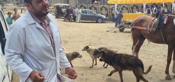 الدقهلية تواصل تحصين الكلاب ضد السعار