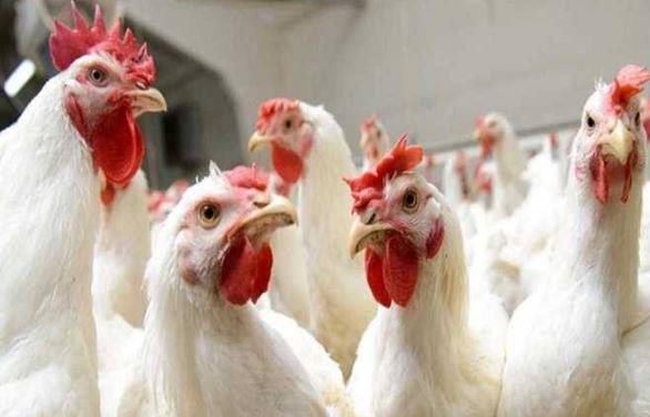 أسعار الدواجن والبيض اليوم الأحد.. آخر تحديث بالأسواق