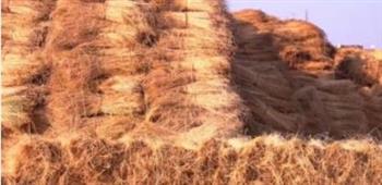   خطة حكومية جديدة لإحياء صناعة الكتان في مصر
